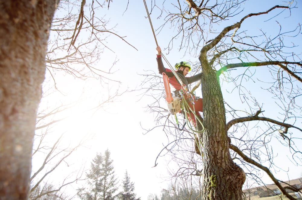 What is an Arborist?