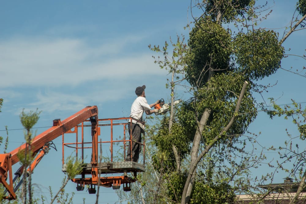 How Much Does it Cost to Remove Trees?