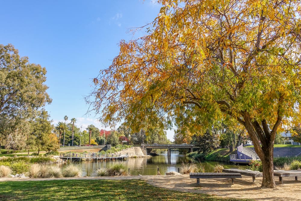 What is a Deciduous Tree?