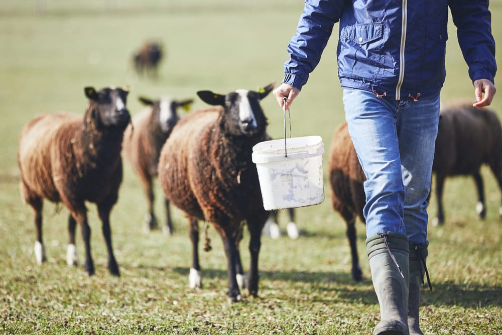 How Does An Electric Fence Work? Localsearch