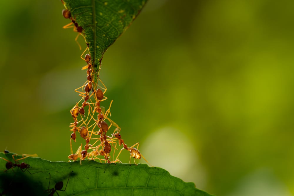 Difference Between Ants and Termites