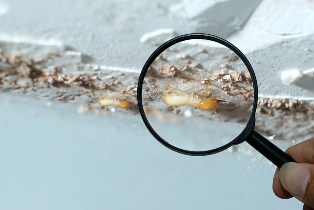 What Are Wood Termites?