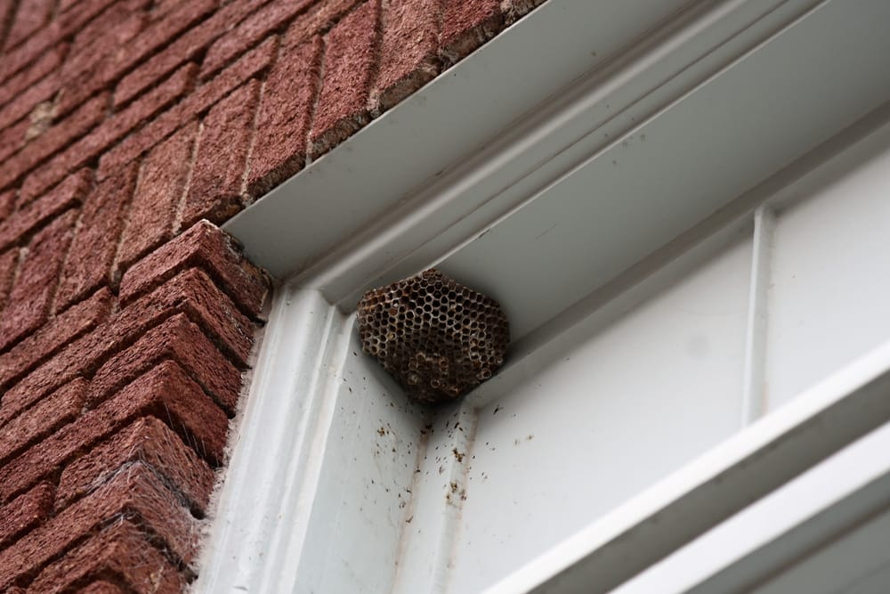 How to Get Rid of a Wasp Nest