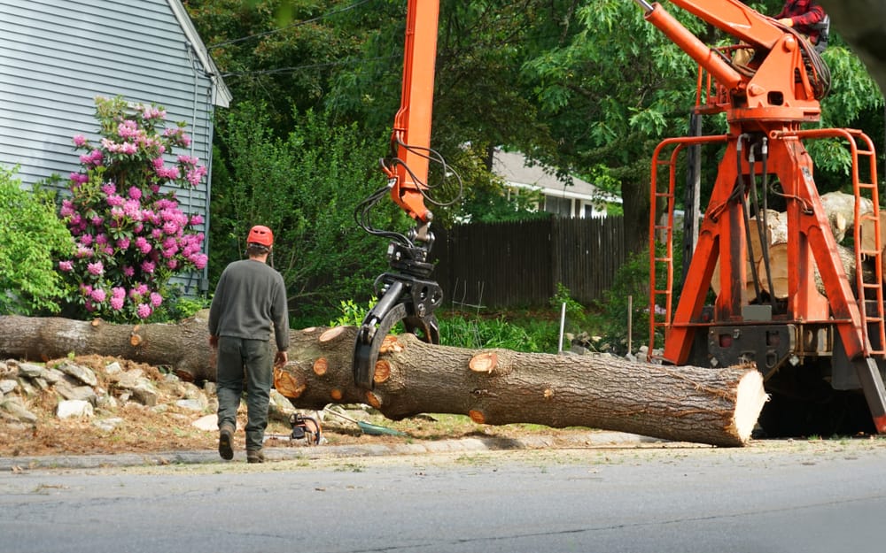 Fallen Tree Removal