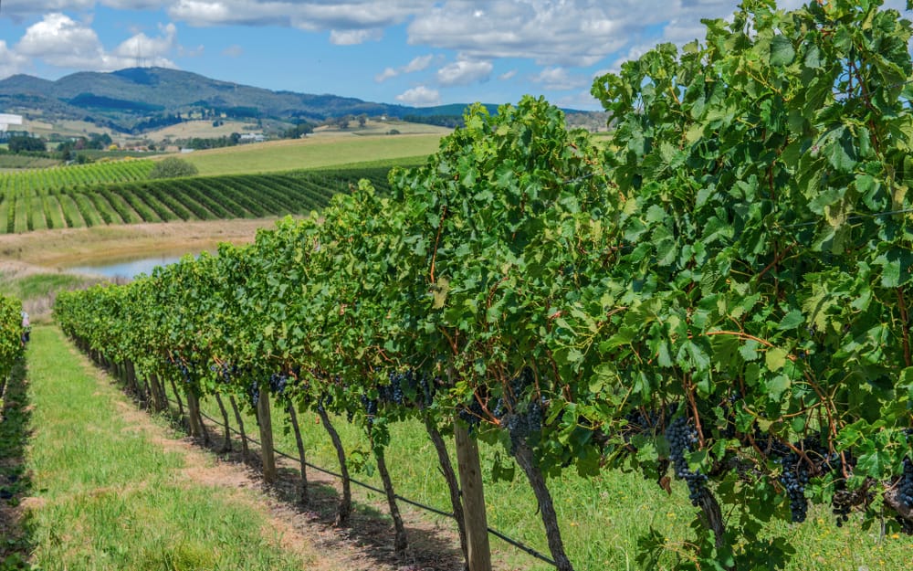 When To Fertilise Fruit Trees In Australia