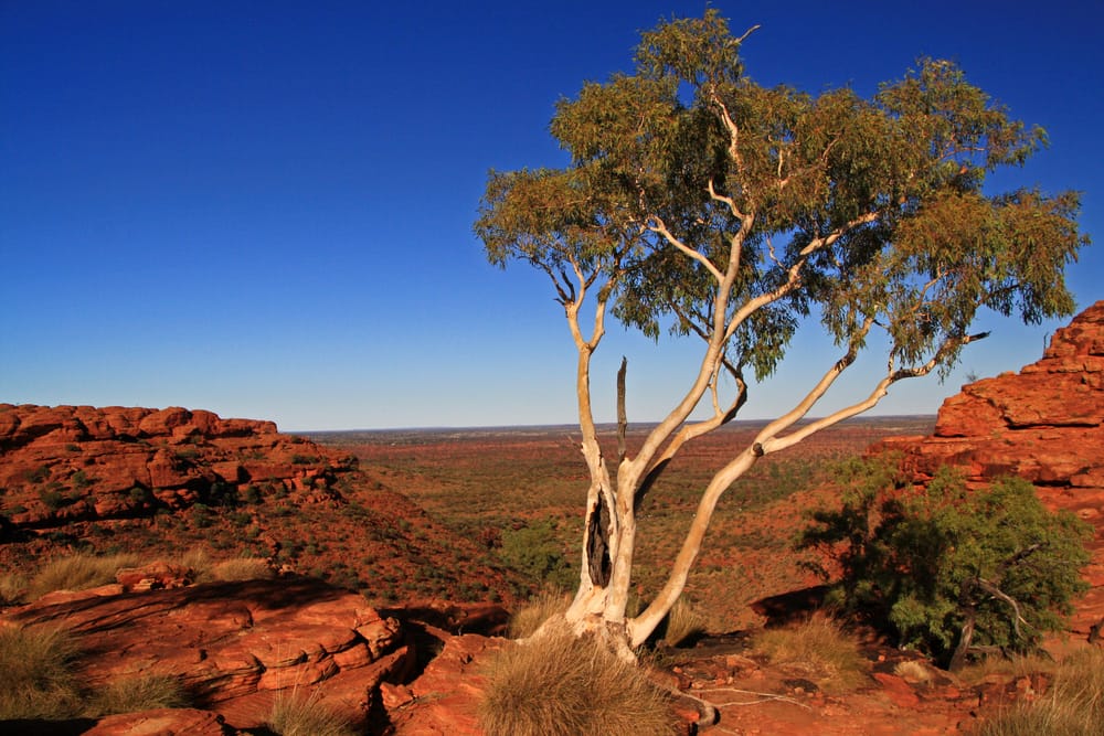 Drought Tolerant Plants