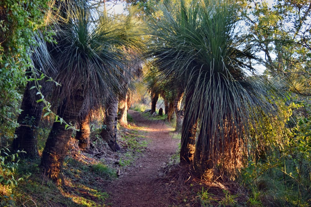 Why Plant Native Australian Plants?
