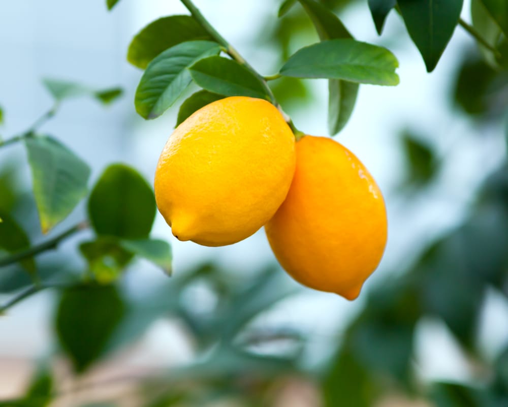 What Is The Best Fertiliser For Citrus Trees?